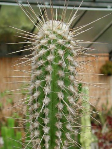 Eulychnia_breviflora